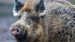 Hungrige Wildschweine zerlegen Fußballplatz