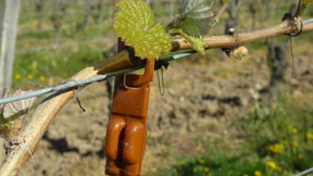 Duftteppich verwirrt Männchen