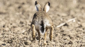 Der Feldhase kämpft ums Überleben