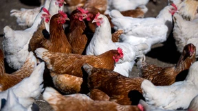 Ausgangssperre für Freilandhühner