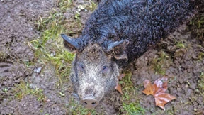 Im Saugraben grunzt es wieder