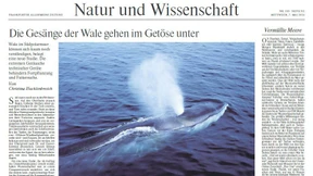 Wale unter Dauerbeschallung