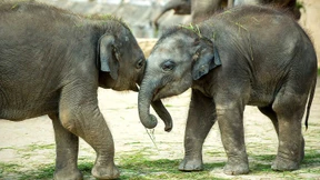 Ermittlungen wegen Verdachts auf Elefantenquälerei eingestellt