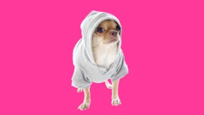 „Menschen halten Tiere als Partnerersatz“