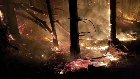 Wie sich geschundene Regenwälder erholen
