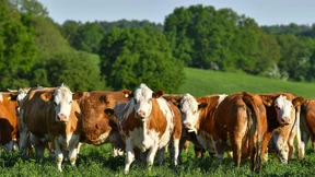 Biobauer trotzt der Trockenheit