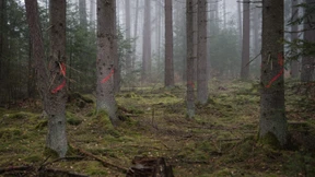 Wie ist der Wald noch zu retten?