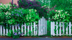 Das geteilte Gartenglück