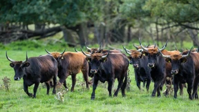 In Lorsch sollen Auerochsen rückgezüchtet werden
