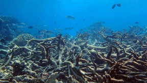 WWF warnt: „Erde steht vor Burn-Out“