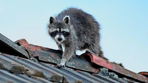 Wie wird man einen Waschbären los?