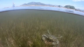 Invasion in der Adria