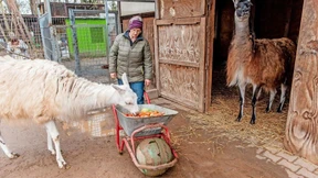Ein Alpaka namens Gürkchen