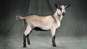 Die zweitälteste Freundin des Menschen