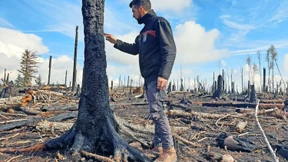 Warten auf neues Grün im Waldbrandgebiet