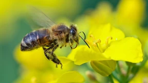 EU-Kommission will Einsatz von Pestiziden bis 2030 halbieren