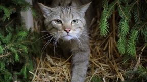 Europäische Wildkatze breitet sich in Niedersachsen aus
