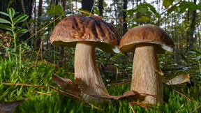 Mann sammelt zu viele Pilze und bekommt ein Bußgeld