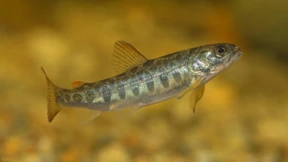 Wie Psychopharmaka Lachse beeinflussen können