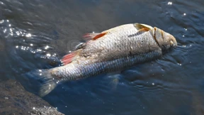 Hunderte tote Fische in der Saale entdeckt