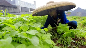 Asiens Wachstum lockt wieder