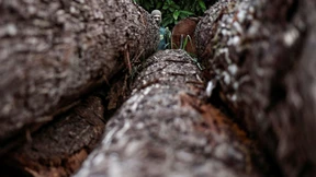 Umweltbehörde führt Razzien durch