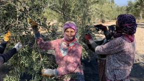 Eine politische Frucht