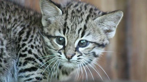 Erste Schritte aus der Höhle