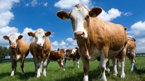 Kartellamt will Milchmarkt aufmischen