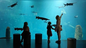 Wenn Warane grinsen könnten