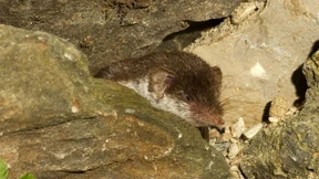 Meist tödlicher Krankheitsverlauf