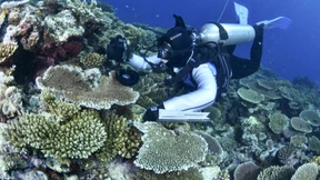 Die Bedrohung des größten Korallenriffs der Welt