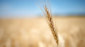 Getreideernte mitten in Deutschland besser als erwartet