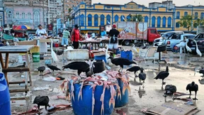 Stadtbild-Debatte auf Brasilianisch