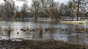 Aber die Tigermücke überlebt