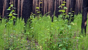 Vielfalt per Videocall