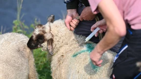 Blauzungenkrankheit fast überall in Deutschland ausgebreitet