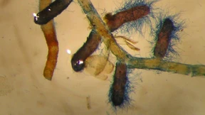 Die sozialen Netze, die im Boden boomen