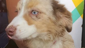 Tierfreundin rettet auf Autobahn freilaufenden Welpen