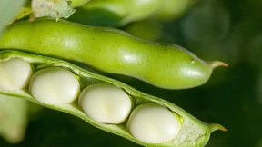 Was die Riesenchromosomen der Ackerbohne verraten