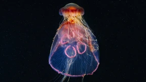 Ein glibbriges Gästezimmer