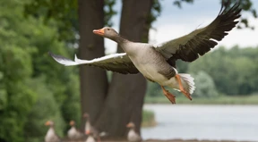 Wann wurde die Wildgans zur Hausgans?