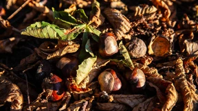 Die „Angstblüte“ der Laubbäume