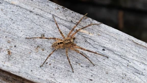 Nosferatu-Spinne in fast ganz Deutschland verbreitet