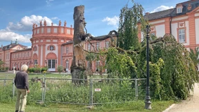 Bäume in Parks sterben schneller ab