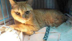 Taiwan verbietet Verzehr von Hunden und Katzen