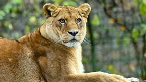 Zoo muss schließen – Löwen eingeschläfert