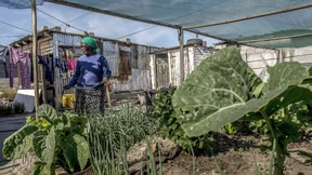 Wie Urban Farming die Welt ernähren wird