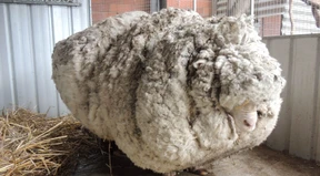 Australien und Indien vereinbaren den Freihandel