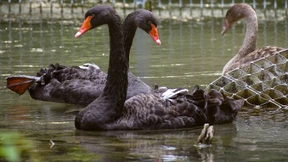 „Im Grunde sind alle Tiere bisexuell“